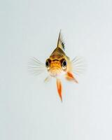 A small fish with a long tail on a white background photo