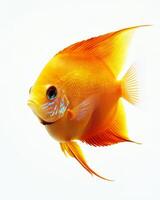 An orange fish with long fins on a white background photo