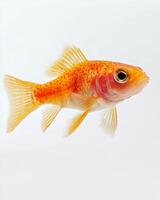 A goldfish is swimming in the water photo
