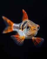 A fish with orange and black stripes swimming in the water photo
