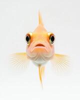 A close up of a fish with big eyes photo