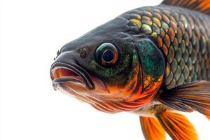 An orange and black fish with a big mouth photo
