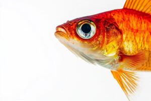 Goldfish, goldfish, goldfish, goldfish, goldfish, goldfish, gold photo