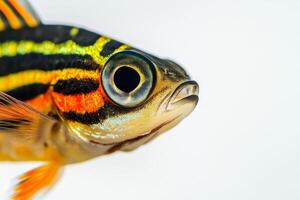 A close up of a fish with black, orange and yellow stripes photo