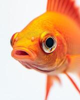 A close up of an orange fish with big eyes photo