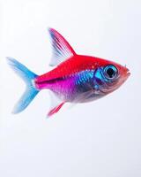 A red and blue fish with a white background photo