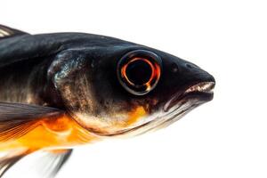 A close up of a fish with orange eyes photo