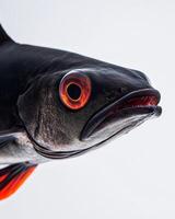 A fish with red eyes and a black body photo