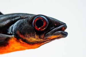 A close up of a fish with red eyes photo
