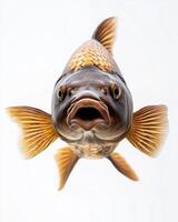 A fish with its mouth open and its mouth open photo