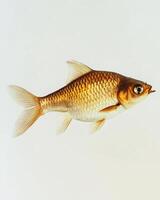 A gold fish is shown in the air photo