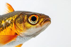 A close up of a fish with orange and white stripes photo