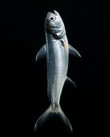A fish is shown in the water on a black background photo