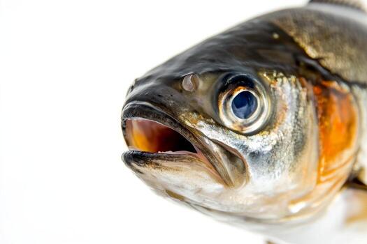 un cerca arriba de un pescado con sus boca abierto foto
