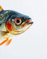 A fish with red eyes and a white background photo