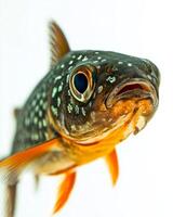 A fish with a big blue eye is looking up photo