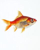 Goldfish isolated on white background photo