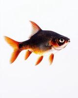 A fish with orange and black fins is in the air photo