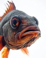 A close up of a fish with big eyes photo