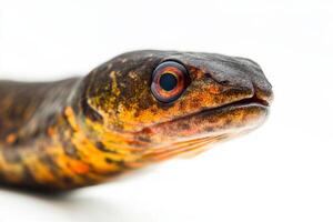 A close up of a large eel with a red eye photo