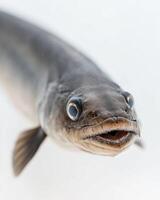 A fish with a big mouth and a big head photo
