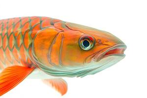 A close up of an orange fish with blue eyes photo