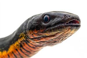 A close up of a snake's head with its mouth open photo