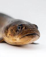 A fish with a long tail and a big head photo