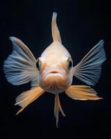 A close up of a goldfish with its mouth open photo