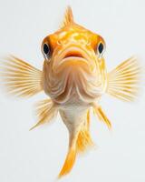 A close up of a fish with its mouth open photo