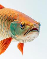 A fish with a large head and long tail photo