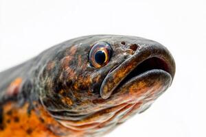 A close up of a fish with its mouth open photo
