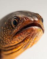 A close up of a fish with a big head photo