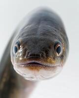 A close up of a fish's head photo