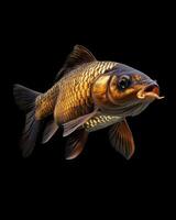 A fish with a long tail on a black background photo