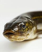 A fish with a big head and a long body photo