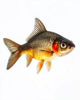 A fish with a red eye is shown on a white background photo