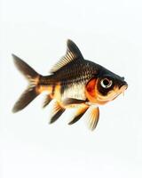A fish with black and white stripes is in the air photo