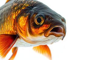 A close up of a fish with its mouth open photo