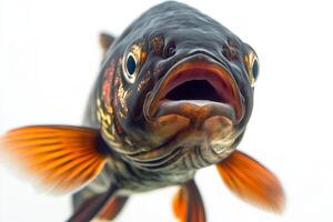 A close up of a fish with its mouth open photo