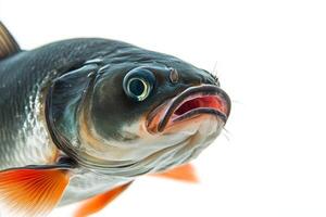 A fish with a big mouth and a big mouth photo