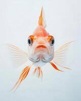 A close up of a fish with its mouth open photo