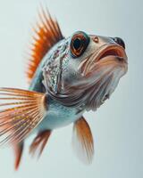 A close up of a fish with a long tail photo