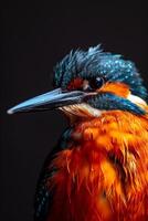 A close up of a colorful bird with a black background photo