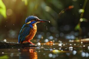 A kingfisher bird is sitting on a branch in the water photo