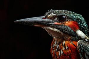 A close up of a bird's head with a black background photo