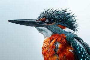 A close up of a bird with wet feathers photo