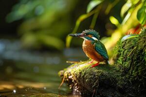 A kingfisher sits on a mossy rock in the water photo