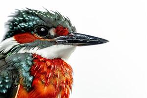 A close up of a bird with wet feathers photo
