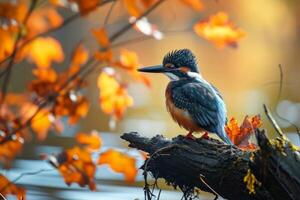 A kingfisher sits on a branch in front of a lake photo